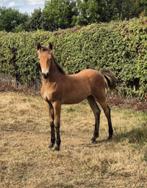 New Forest hengst veulen (v. Lomansheide Hunter), Dieren en Toebehoren, Pony's, Niet van toepassing, 0 tot 2 jaar, Hengst, D pony (1.37m tot 1.48m)