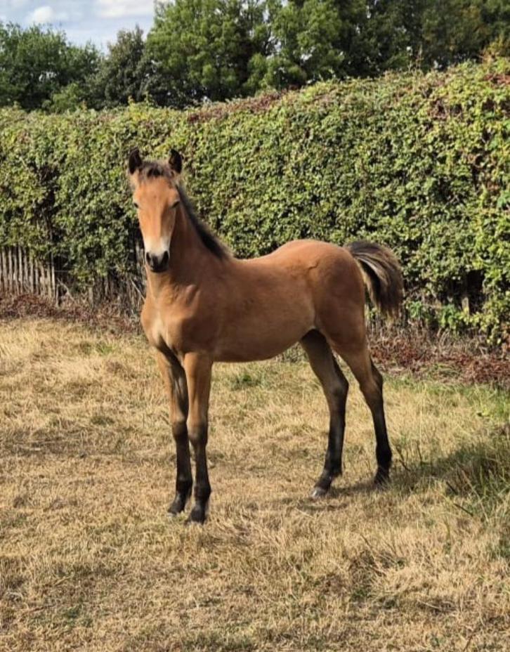 New Forest hengst veulen (v. Lomansheide Hunter), Dieren en Toebehoren, Pony's, Hengst, Niet van toepassing, D pony (1.37m tot 1.48m)