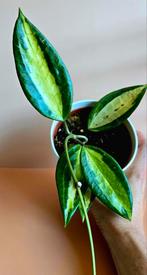 Hoya latifolia ‘Pot of Gold’, Ophalen of Verzenden, Overige soorten, Minder dan 100 cm