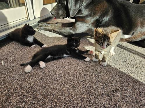 Lieve kittens 2 zwarte-poesje en katertje, 1 cypers katertje, Dieren en Toebehoren, Katten en Kittens | Raskatten | Korthaar, Meerdere dieren