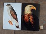 OPRUIMING   VOGELS A 10, Verzamelen, Ansichtkaarten | Dieren, Ophalen, 1980 tot heden, Vogel
