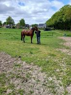 paard te koop, Springpaard, Gechipt, Ruin, 3 tot 6 jaar