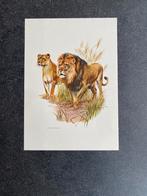 10 prenten zoogdieren 19x27 samen 20 euro oa leeuw, Ophalen of Verzenden, Natuur en Biologie
