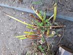 Wolfsmelk en 12 stuks hulst, Tuin en Terras, Planten | Tuinplanten, Ophalen, Overige soorten, Volle zon