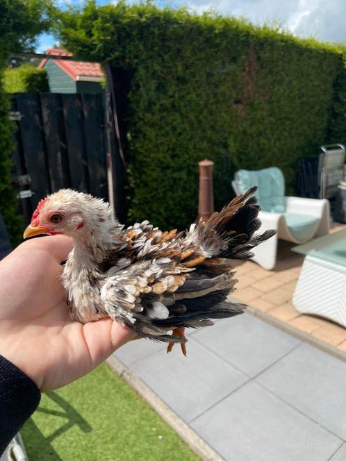 Serama haan krulveer split zijdeveer, Dieren en Toebehoren, Pluimvee, Kip, Mannelijk