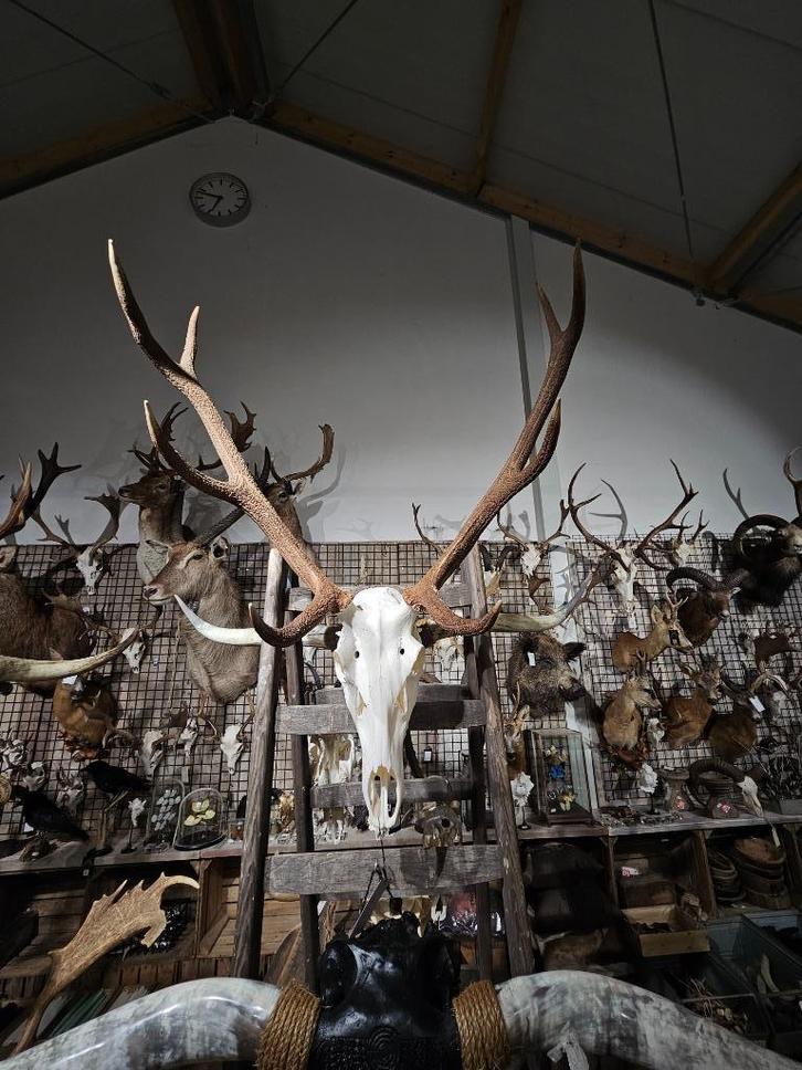 edelhert schedel met originele onderkaak sku 4, Verzamelen, Dierenverzamelingen, Nieuw, Schedel, Hert, Ophalen