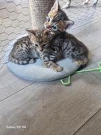 Bengaal kittens, Meerdere dieren, Ontwormd, 0 tot 2 jaar