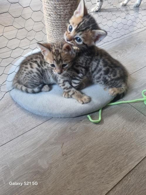 Bengaal kittens, Dieren en Toebehoren, Katten en Kittens | Raskatten | Korthaar, Meerdere dieren, 0 tot 2 jaar, Ontwormd, Ingeënt