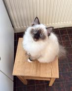 Seal point mitted Ragdoll kater kitten, Dieren en Toebehoren, Katten en Kittens | Raskatten | Langhaar, Kater, Gechipt, 0 tot 2 jaar