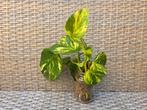 Scindapsus aureum geworteld, Ophalen, Overige soorten, Minder dan 100 cm