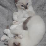 Hele lieve schattige Ragdoll kittens te koop!, Ontwormd, 0 tot 2 jaar