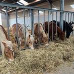 Aangeboden:Ponyplek in groepshuisvesting, Dieren en Toebehoren, Weidegang, 1 paard of pony
