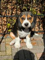 Beagle pups, Dieren en Toebehoren, Honden | Beagles, Bassets en Lopende honden, Particulier, Rabiës (hondsdolheid), Meerdere, 8 tot 15 weken