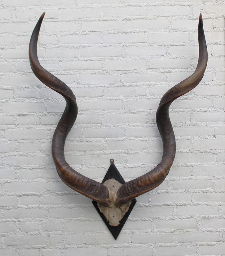 Grote oude schedel KUDU ANTILOPE op zwart houten schild (G), Verzamelen, Dierenverzamelingen, Gebruikt, Schedel, Wild dier, Ophalen