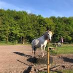 Plek vrij op mooie paddock vlakbij bos, Dieren en Toebehoren, Stalling en Weidegang, Weidegang, 1 paard of pony