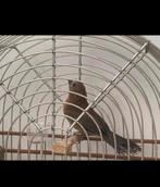 Twatwa 2025, Mannelijk