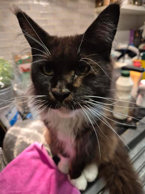 Maine coons met stamboom te koop, Dieren en Toebehoren, Katten en Kittens | Raskatten | Langhaar, Poes, Gechipt