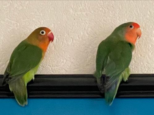Agapornis Fischerie Roseicolle Personata Eventueel met kooi, Dieren en Toebehoren, Vogels | Parkieten en Papegaaien, Dwergpapegaai of Agapornis