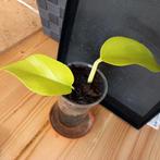 scindapsus golden photos stek nr 27, Huis en Inrichting, Kamerplanten, Ophalen of Verzenden, Halfschaduw, Minder dan 100 cm