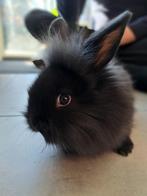 Konijnen, Dieren en Toebehoren, Konijnen, Meerdere dieren, Dwerg, Hangoor