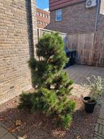 Japanse Zwarte Den - Prachtboom voor Japanse tuin!, Ophalen, Bloeit niet, Halfschaduw, Overige soorten