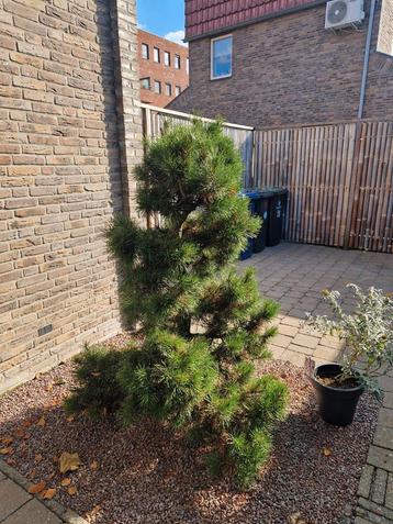 Japanse Zwarte Den - Prachtboom voor Japanse tuin! beschikbaar voor biedingen