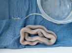 Korenslangen ultramel charcoal en blizzards, Dieren en Toebehoren, Reptielen en Amfibieën
