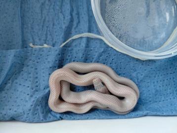 Korenslangen ultramel charcoal en blizzards
 beschikbaar voor biedingen