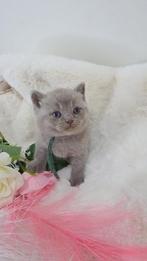 Britse korthaar kittens met stamboom, Dieren en Toebehoren, Katten en Kittens | Raskatten | Korthaar, Meerdere dieren, Met stamboom