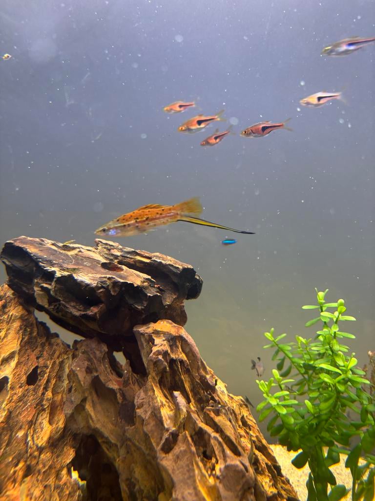 1x zwaarddrager, Dieren en Toebehoren, Vissen | Aquariumvissen, Vis