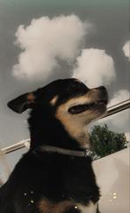 Gezocht pup black en than chihuahua meisje korthaar !, Dieren en Toebehoren, 8 tot 15 weken, Teef, Eén hond, Chihuahua