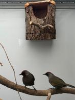 Zilveroorlijstergaai koppel te koop, Meerdere dieren, Tropenvogel, Geringd