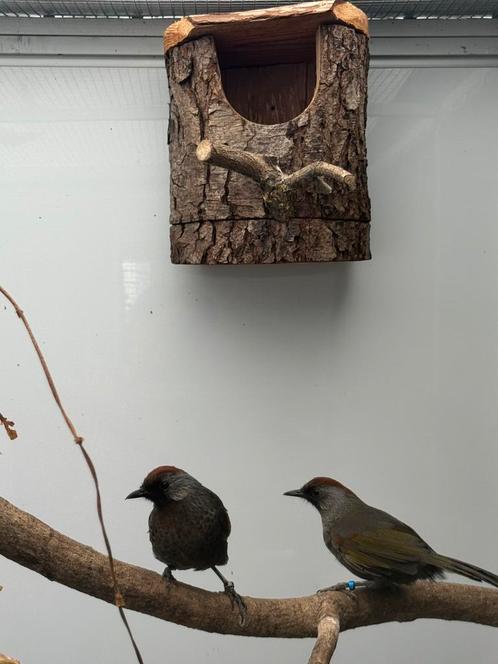 Zilveroorlijstergaai koppel te koop, Dieren en Toebehoren, Vogels | Overige Vogels, Tropenvogel, Meerdere dieren, Geringd