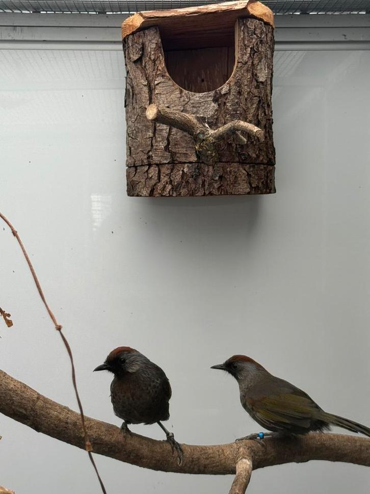 Zilveroorlijstergaai koppel te koop, Dieren en Toebehoren, Vogels | Overige Vogels, Tropenvogel, Meerdere dieren, Geringd