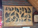 Schoolplaat - Dagroofvogels en uilen, Ophalen, Natuur en Biologie
