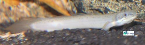 Polypterus senegalus, Dieren en Toebehoren, Vissen | Aquariumvissen, Zoetwatervis, Vis