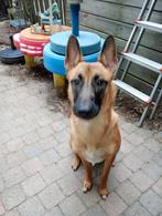 Mechelse herder pup net 1 jaar, Dieren en Toebehoren, Oktober, Vrouwelijk