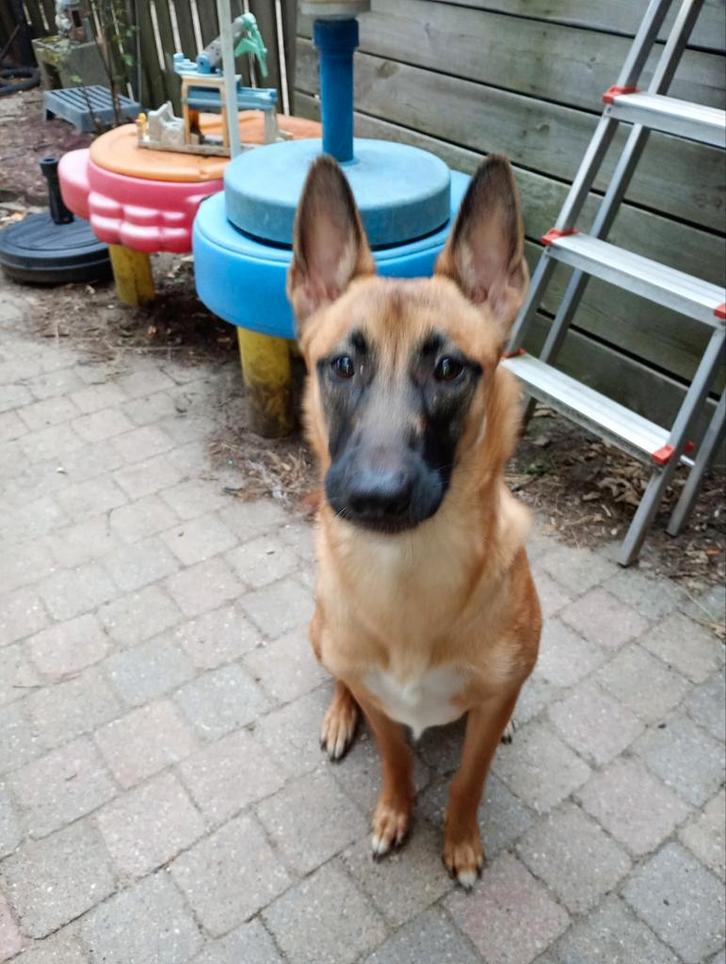 Mechelse herder pup net 1 jaar, Dieren en Toebehoren, Overige Dieren, Vrouwelijk, Oktober