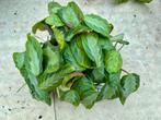 Maranta Silver Band - Gebedsplant P12, Huis en Inrichting, Kamerplanten, Overige soorten, In pot, Minder dan 100 cm, Groene kamerplant