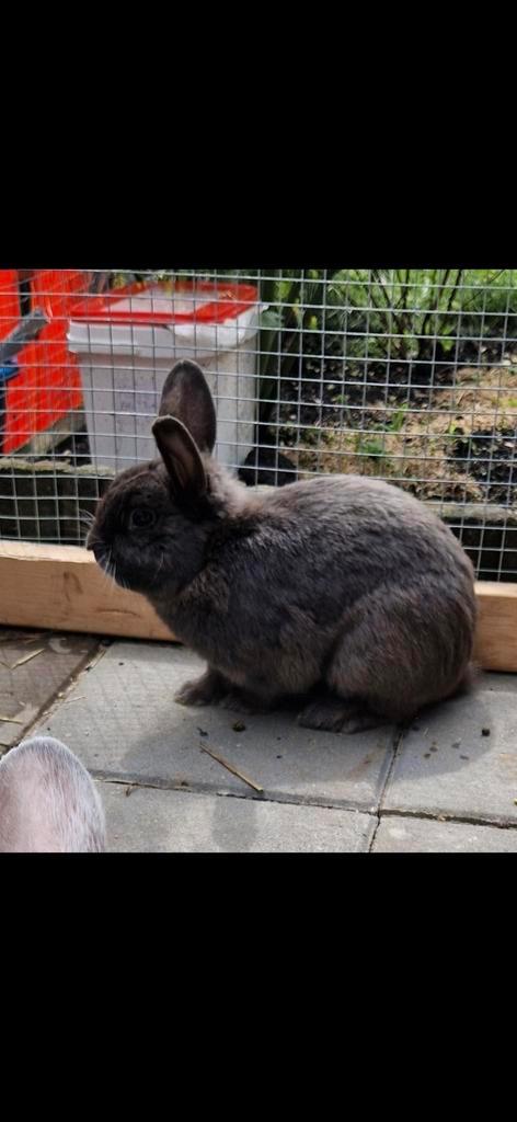 Dwergkonijn ram, Dieren en Toebehoren, Konijnen, Mannelijk