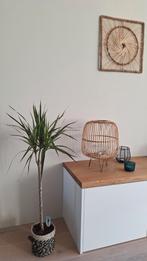 Dracena Marginata met Mand - Binnenplant, Ophalen, In pot