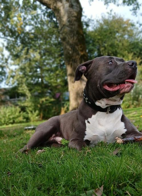 10 months American Bully lookin for new home, Dieren en Toebehoren, Honden | Dekreuen, Reu, Particulier, Eén hond, Nederland, 15 weken tot 1 jaar