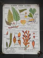 Planten zonder bloemen schoolkaart/poster vintage., Antiek en Kunst, Antiek | Schoolplaten, Ophalen of Verzenden, Natuur en Biologie