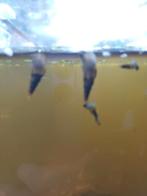 Torenslakken, November, Meerdere dieren