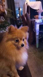 Lieve zeer aanhankelijke pomeriaan reutje 14 maanden oud, Dieren en Toebehoren, Keeshond, Reu, CDV (hondenziekte), 1 tot 2 jaar