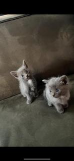Kittens siamees x ragdoll x britse korthaar, Dieren en Toebehoren, Katten en Kittens | Raskatten | Langhaar, Meerdere dieren, 0 tot 2 jaar