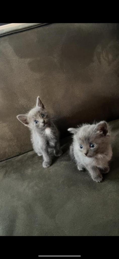 Kittens siamees x ragdoll x britse korthaar, Dieren en Toebehoren, Katten en Kittens | Raskatten | Langhaar, Meerdere dieren, 0 tot 2 jaar