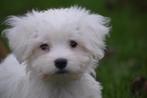 Maltezer pups mooi klein blijvend, Maltezer, 15 weken tot 1 jaar, Buitenland, Parvo