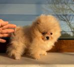 Super Mini Pomeriaan, Rabiës (hondsdolheid), Overige rassen, 8 tot 15 weken, Buitenland