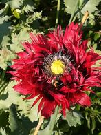 Papaver Somniferum Rood, "Slaapbol", Verzenden, Voorjaar, Volle zon, Zaad
